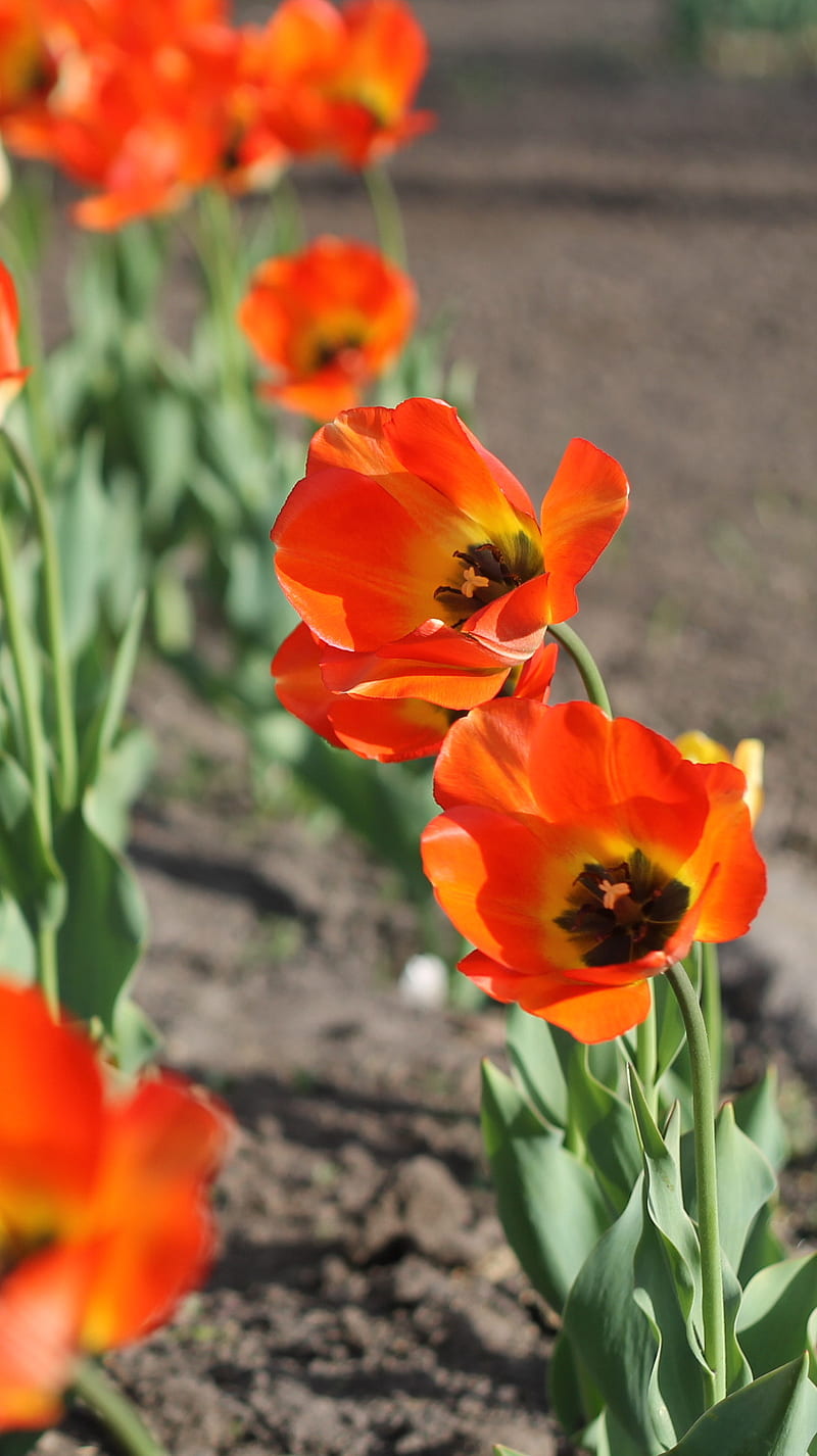 tulips blossom, flora, nature, orange, red, spring, ukraine, HD phone wallpaper
