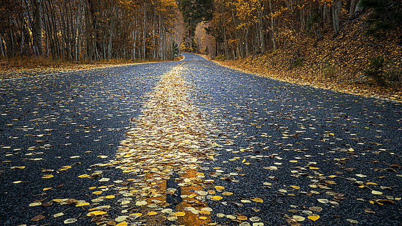 Yellow Dry Leaves On Road Between Trees Nature, HD wallpaper