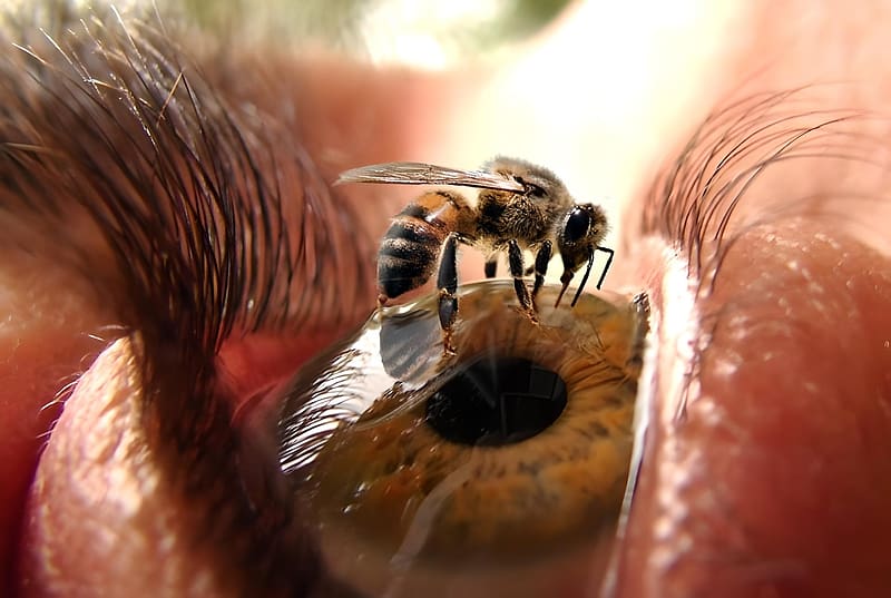 Apiphobia, Bee, CG, Eye, HD wallpaper Apiphobia, Bee, CG, Eye, HD wallpaper