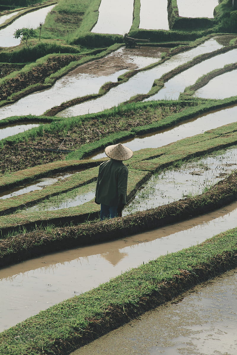 man, hat, rice fields, fields, water, HD phone wallpaper