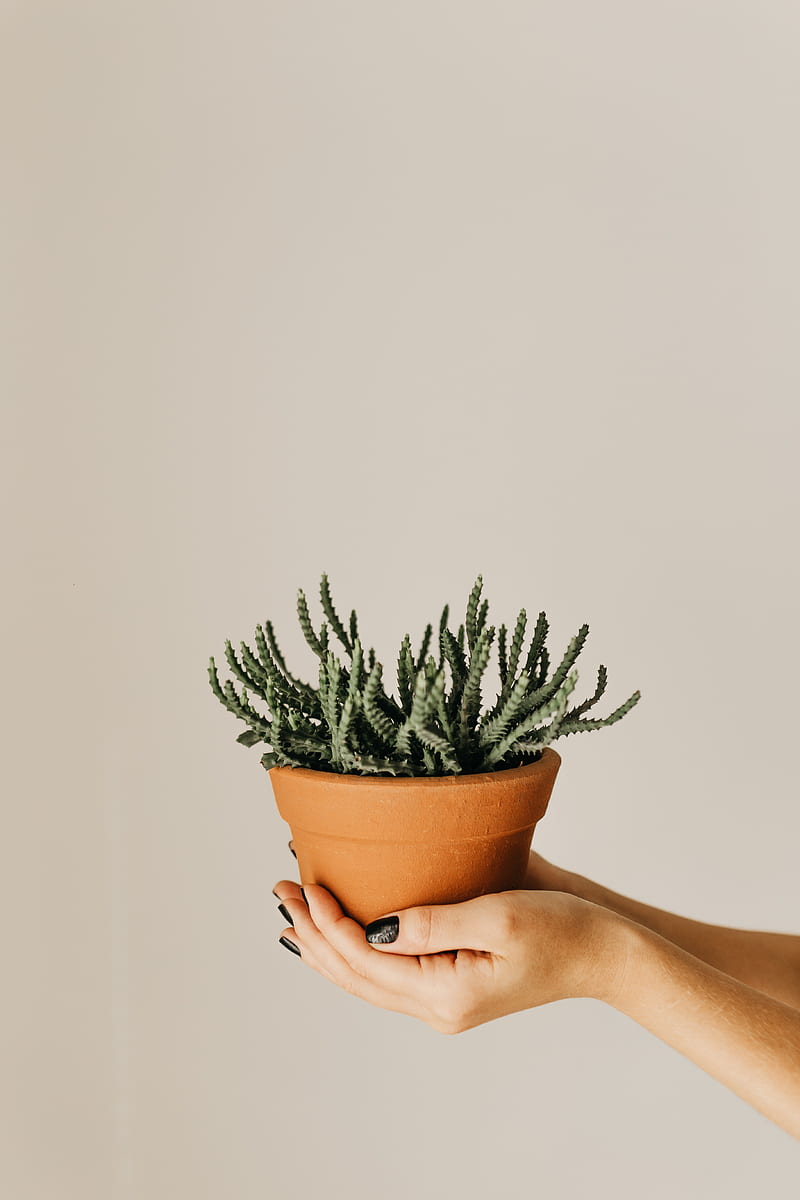 cactus, succulent, plant, pot, hands, HD phone wallpaper