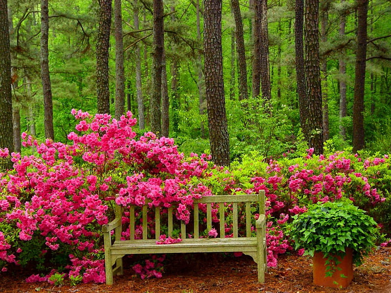 Lovely place for rest, pretty, woods, bonito, bushes, floral, nice, green, flowers, beauty, rest, forest, quiet, lovely, relax, greenery, place, bench, spring, park, trees, paradise, summer, garden, nature, HD wallpaper