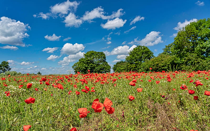 Poppy Meadow, clouds, trees, poppies, meadow, England, HD wallpaper