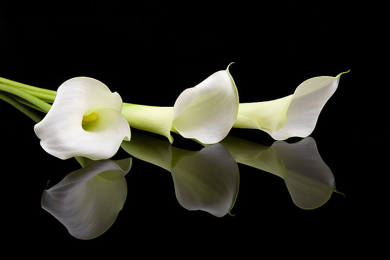 For you..., pretty, bonito, still life, graphy, nice, calla, calla lily, flowers, beauty, reflection, harmony, lovely, colors, black, soft, delicate, elegantly, cool, bouquet, flower, nature, white, HD wallpaper