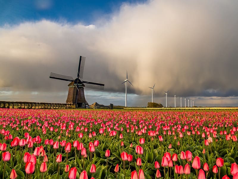 Tulip field and windmill, borus, egbolt, szel malom, mezo, szep tulipanok, HD wallpaper