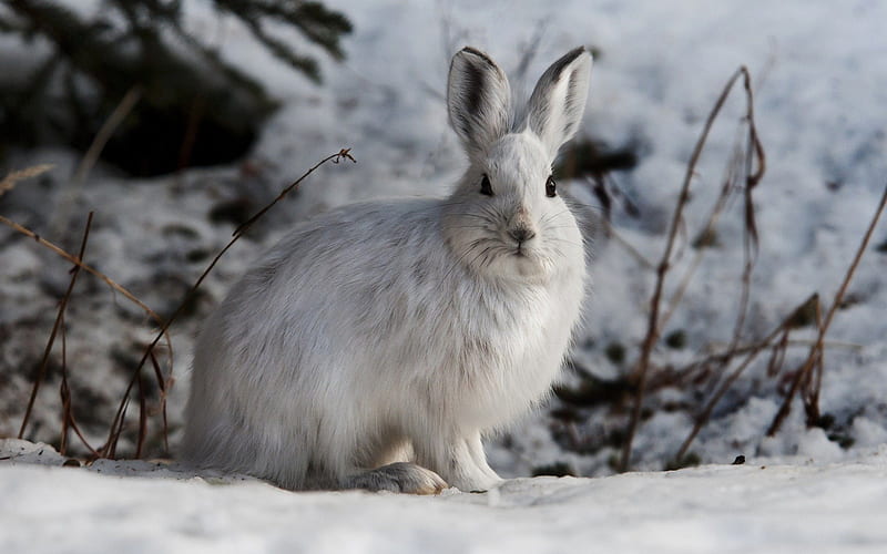white rabbit, winter, snow, rabbit, wildlife, wild animals, forest animals, forest, HD wallpaper