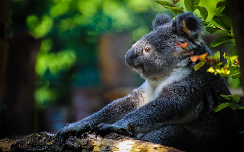 Koala, cute bear cub, forest, Australia, marsupial bear, wildlife, HD wallpaper