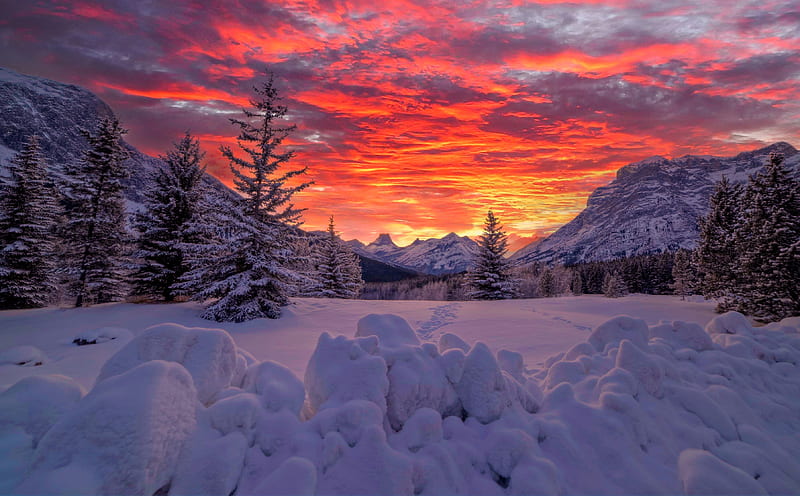 Earth, Sunset, Alberta, Canada, Canadian Rockies, Fir Tree, Mountain, Snow, Winter, HD wallpaper