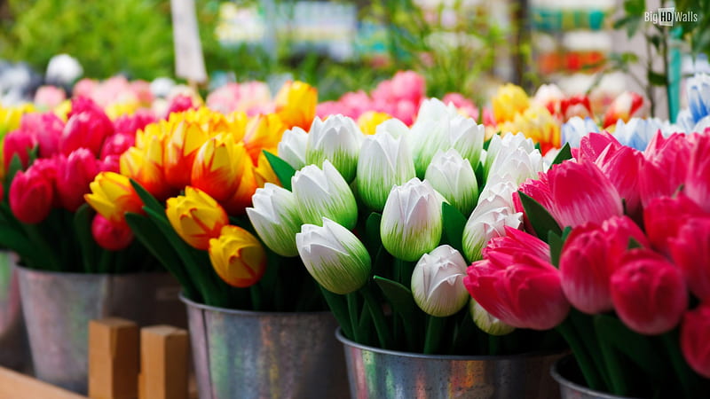 Tulips for sale, mix, nature, tulips, market, pretty, shop, trade, yellow, buckets, white, pink, aluminum, HD wallpaper