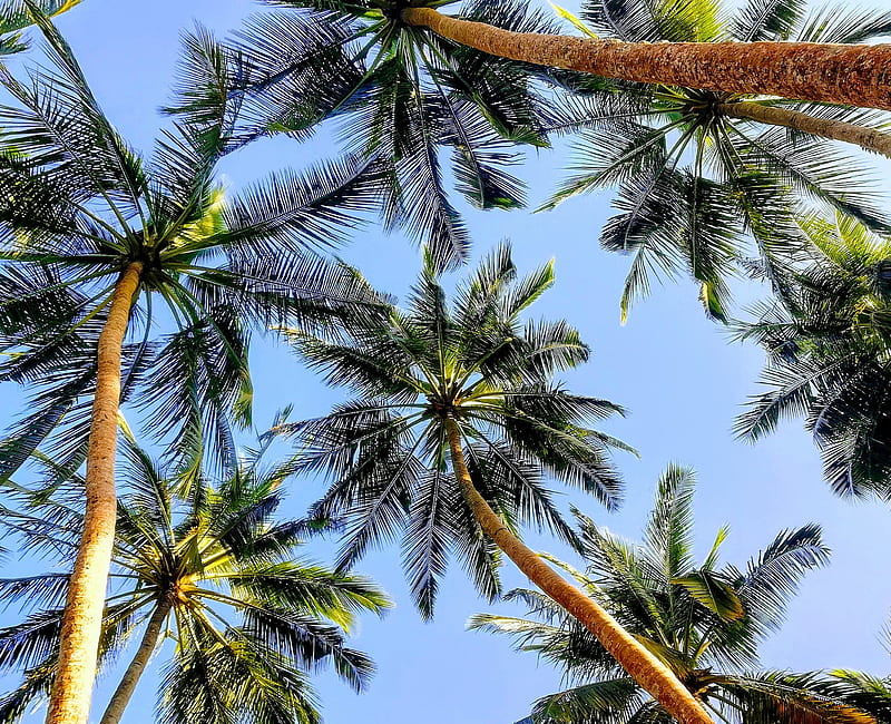 Summer Sky, blue, coco, cocos, colorful, island, nutty, trees, tropical, HD wallpaper