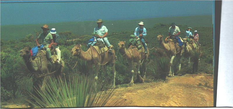Camel Safari, Kangaroo Island,S. Aust., George, Amigo, Fred, Paul, HD wallpaper
