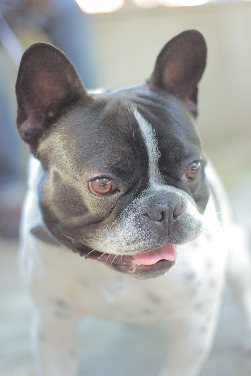 Bulldog Frances, dog, HD phone wallpaper | Peakpx