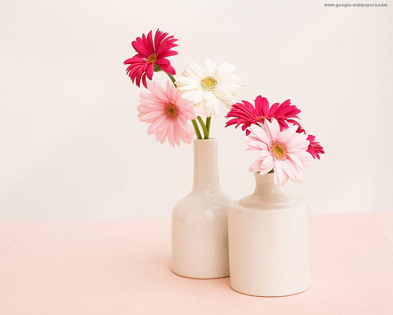pink still life, red, still life, 2 vases, flowers, bonito, pink, daisys, HD wallpaper