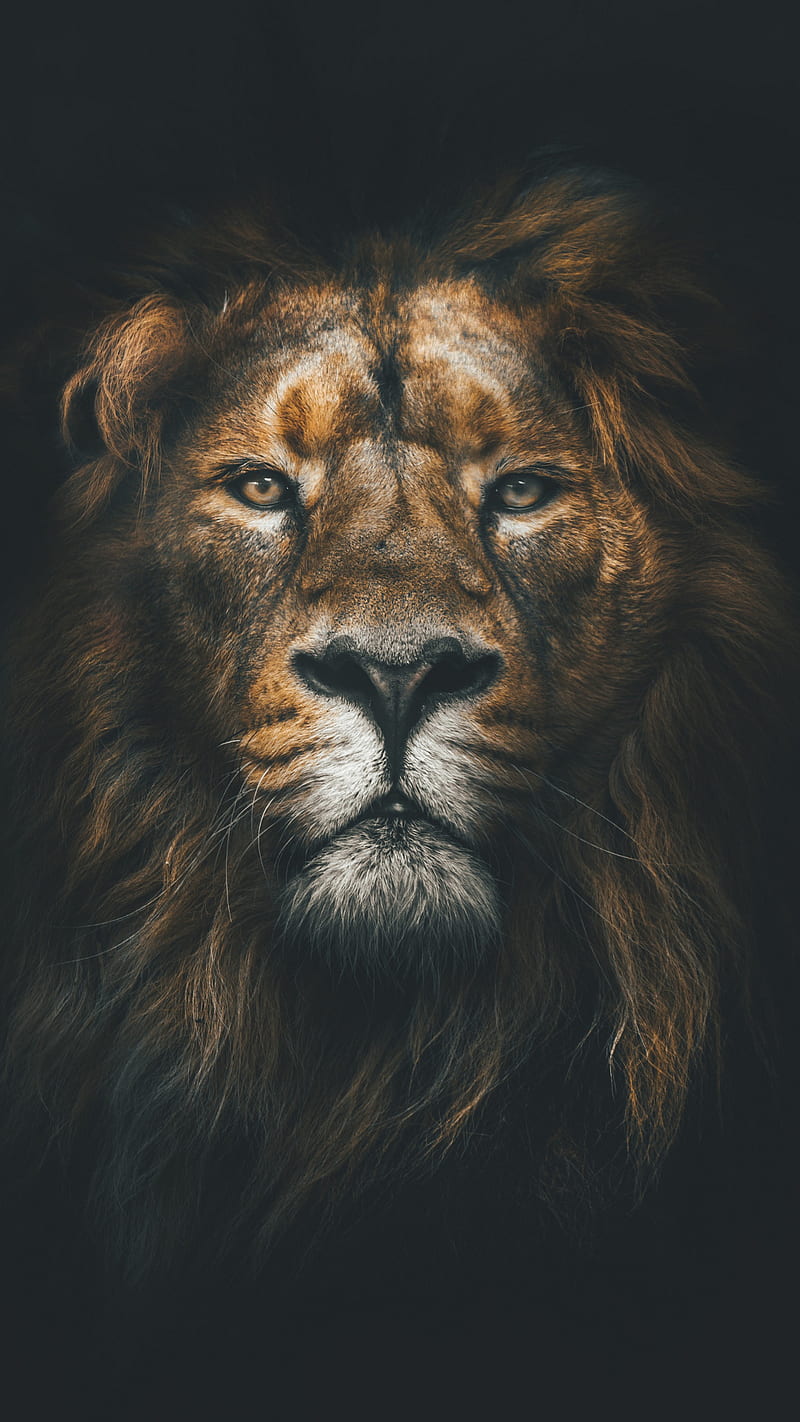Lion king, lion, king, face, animal, HD phone wallpaper