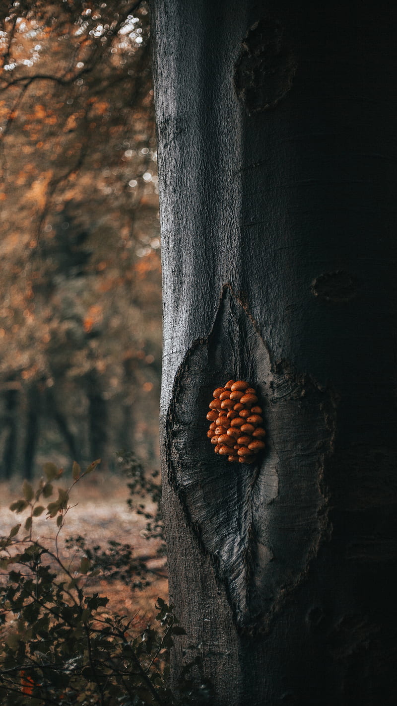 tree, mushrooms, trunk, forest, nature, HD phone wallpaper