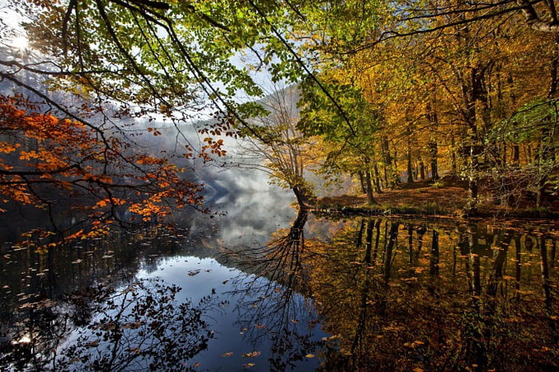 Autumn Mirror, foggy, orange, yellow, clouds, fog, nice, splendor, forests, morning, rivers, panorama, cool, awesome, landscape, pciture, red, scenic, autumn, brown, bonito, seasons, graphy, leaves, green, mirror, scenery, amazing, reflex, lakes, view, spectacle, place, colors, maroon, leaf, tress, nature, reflections, natural, scene, HD wallpaper