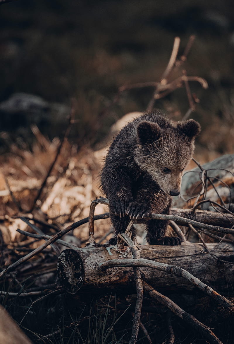 bear, brown, animal, wildlife, HD phone wallpaper