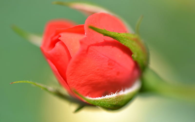 petals, roses, red rose, bud, blur, HD wallpaper