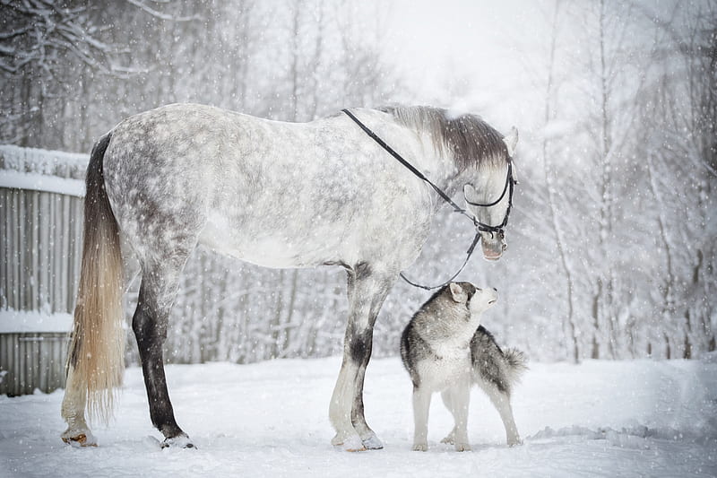Animal, Horse, Dog, Husky, Pet, Snow, Snowfall, Winter, HD wallpaper