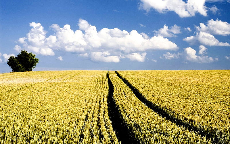 Autumn Wheat Field Under Blue Sky, HD wallpaper