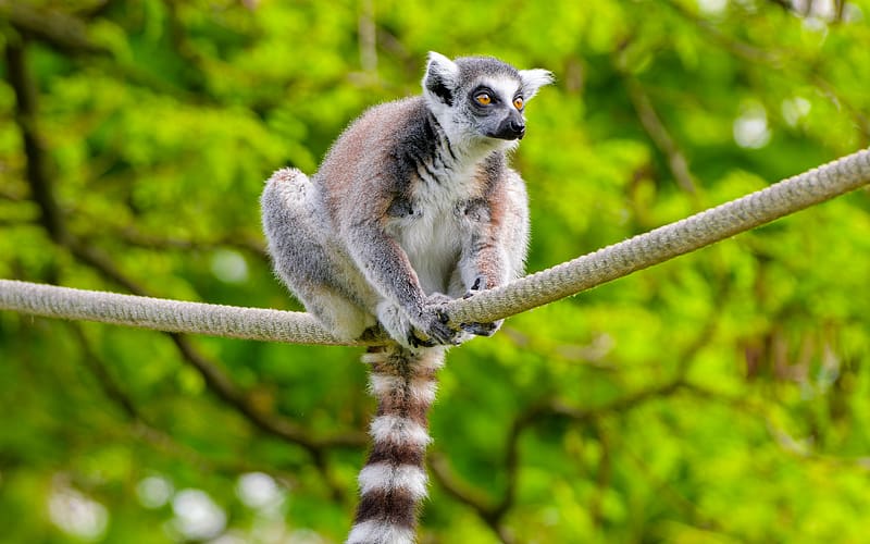 Ringtailed Lemur, animal, primate, ringtailed, lemur, HD wallpaper