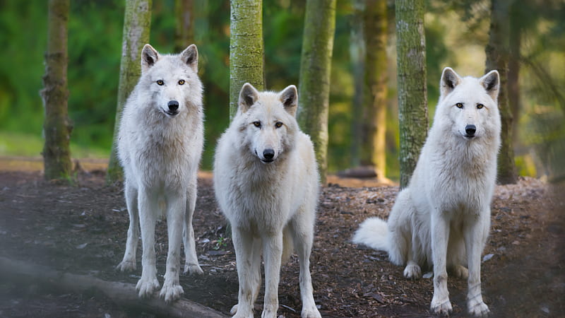 Animal Two White Wolves Are Standing And One Sitting Animals, HD wallpaper