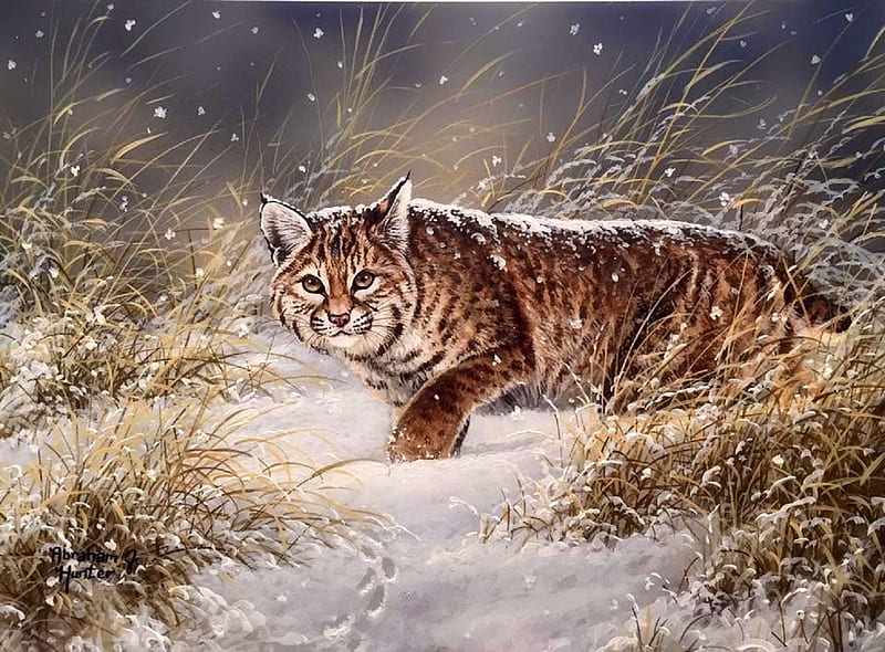 ..Evening Snowfall.., prowling, draw and paint, love four seasons, winter, big wild cats, paintings, snow, bobcat, cats, animals, HD wallpaper