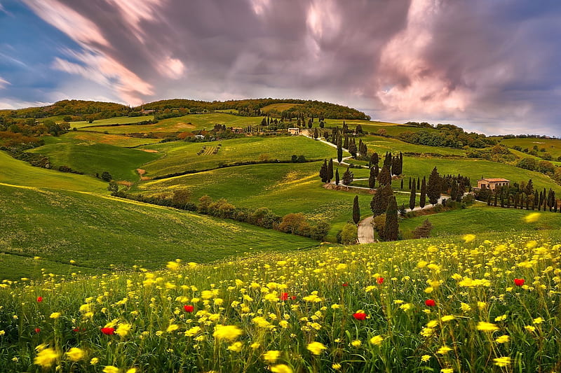 Meadow Flowers on a Tuscany Hillside, Landscape, Flowers, Hills, Nature, HD wallpaper