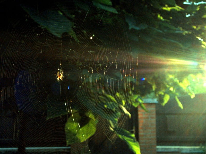 GOLDEN WEB, evenings, homes, silk, spiderwebs, outdoors, lights, leaves, critters, plants, spiders, gardens, HD wallpaper