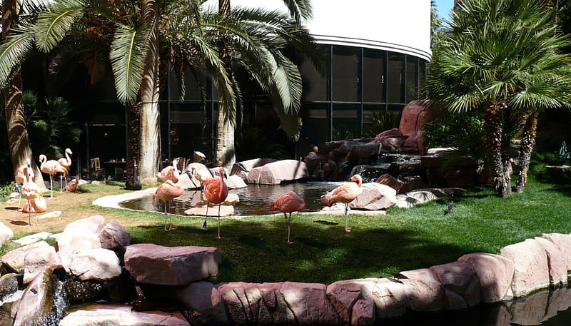 Flamingos at the Flamingo 1, USA, cityscape, Nevada, casino, Flamingo, graphy, bird, avian, wide screen, scenery, Las Vegas, HD wallpaper