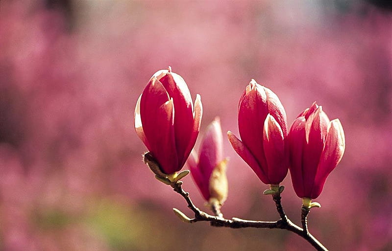 Magnolia, Spring, Flowers, Blossom, Nature, HD wallpaper | Peakpx