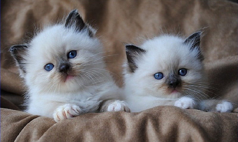 two cute ragdoll kittens, kittens, cute, cats, animals, HD wallpaper