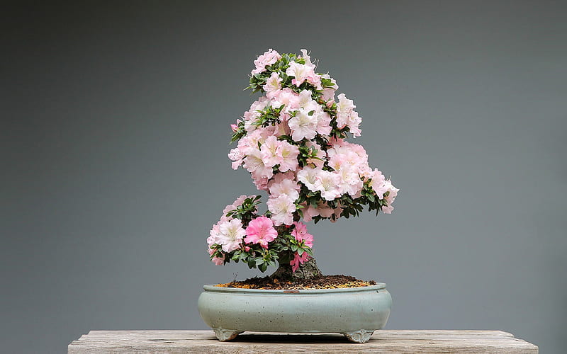 bonsai, small tree with flowers, japanese tree, tree with flowers, HD wallpaper