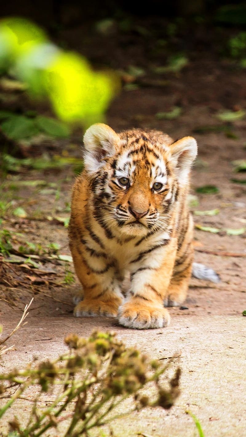 Cute Baby Tiger Cub, cute baby tiger, cub, tiger, baby, HD phone wallpaper