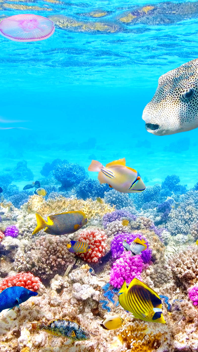 Océano, pez, vida, marino, mar, agua, Fondo de pantalla de teléfono HD |  Peakpx