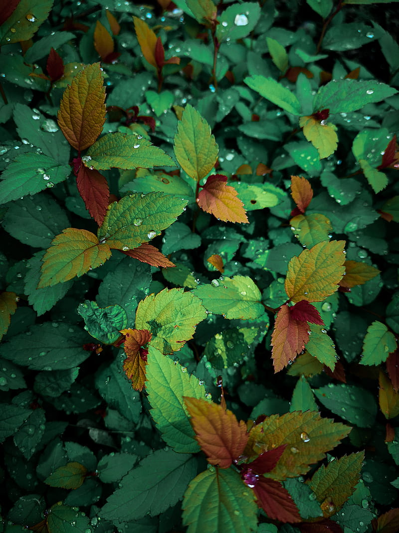 plants, leaves, dew, drops, wet, HD phone wallpaper