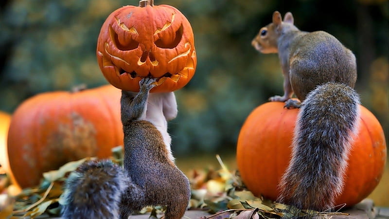 Getting Ready for Halloween, Squirrels, Brown, Orange, Funny, Jack O Lantern, White, Carved, Leaves, Holiday, Pumpkins, Eerie, gris, HD wallpaper