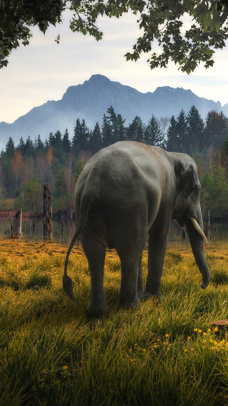 Lost Elephant, animals, back, elephants, huge, huge animal, nature, rear view, HD phone wallpaper
