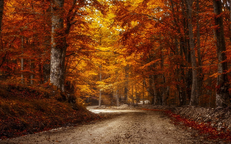 autumn forest, road, autumn, yellow trees, November, HD wallpaper