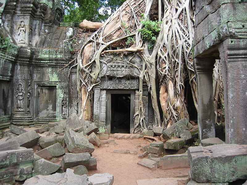 Root and Stone, architecture, angkor wat, roots, cambodia, religious, ruins, HD wallpaper