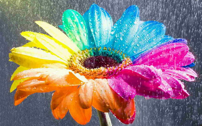 Flor de color, flores de colores, flores bonitas, flores, naturaleza, flores  del sol, Fondo de pantalla HD | Peakpx
