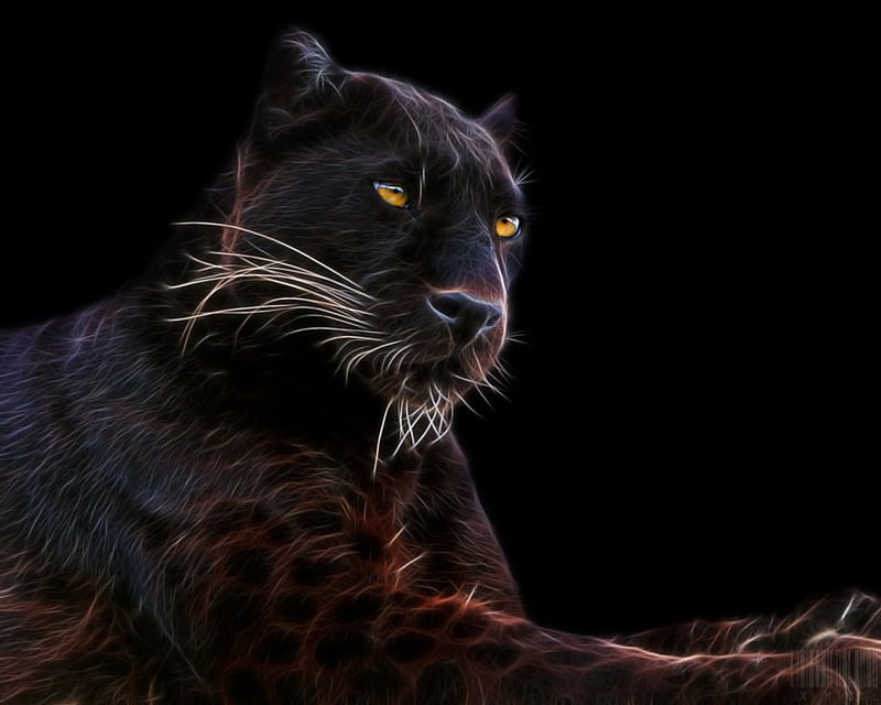 Pantera negra, animales, grandes felinos, Fondo de pantalla HD | Peakpx