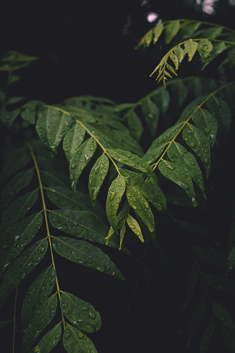 Green leaves in black background, HD phone wallpaper | Peakpx