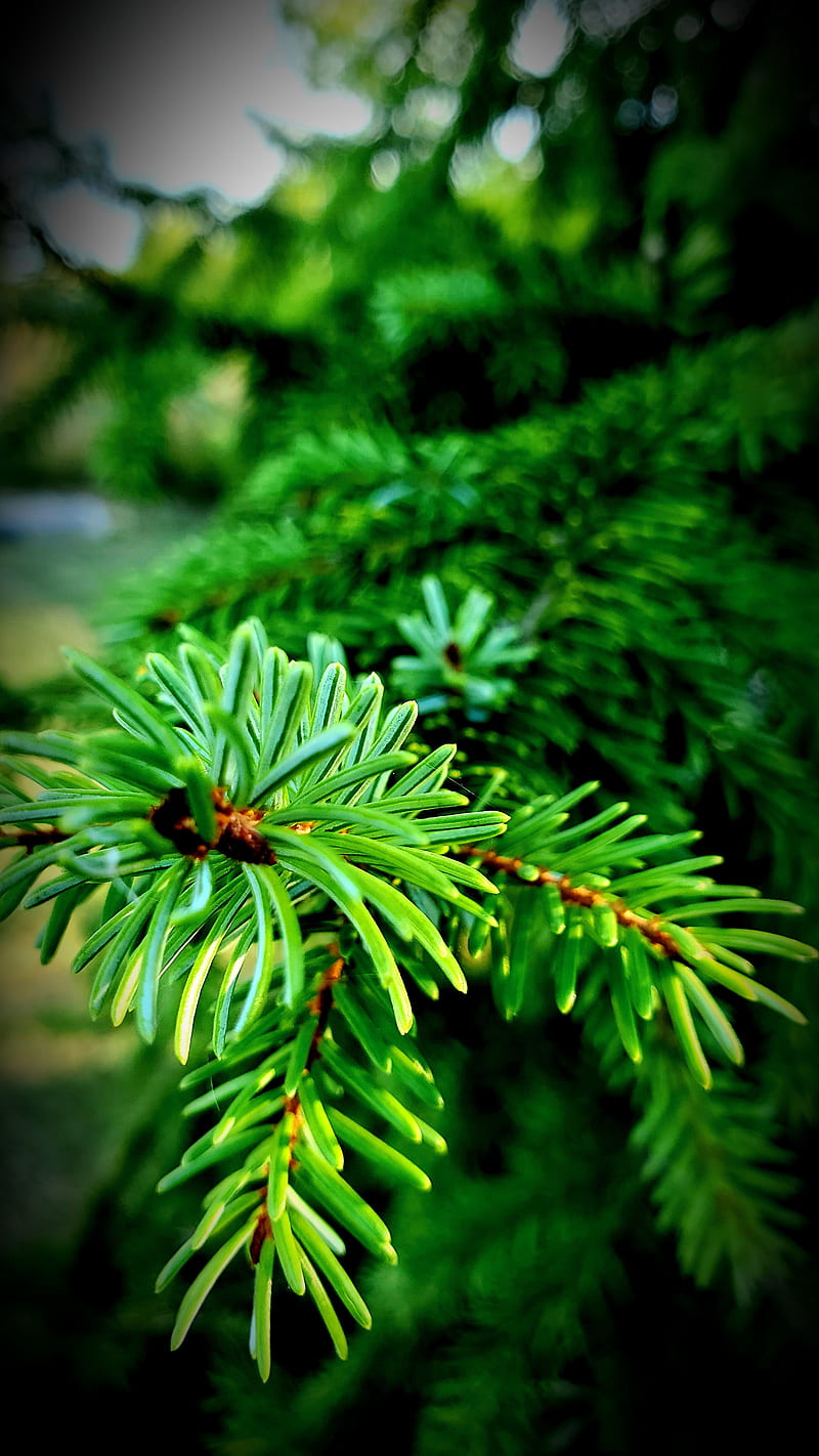 Evergreen Tree, beauty, green, nature, pine, scenic, HD phone wallpaper
