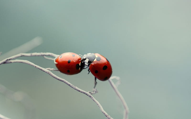 Ladybug kiss, ladybug, graphy, love, macro, twig, kiss, ladybird, couple, HD wallpaper