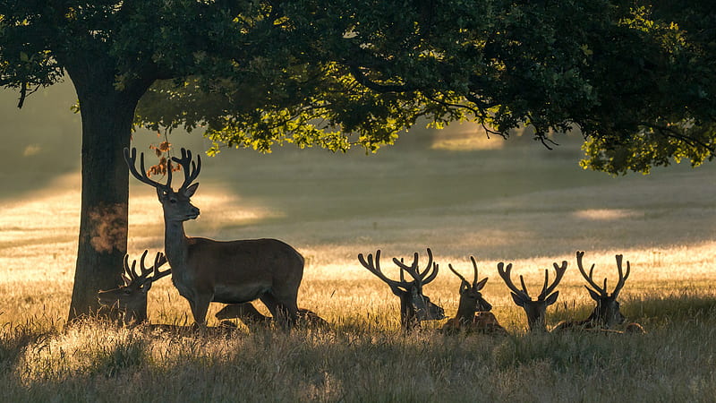 Beautiful Horn Mule Deers Are Sitting On Green Grass Under Trees Branches Deer, HD wallpaper