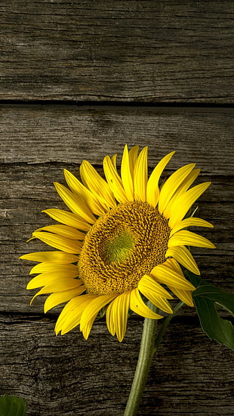 Girasol, girasoles, plantas, HD phone wallpaper | Peakpx