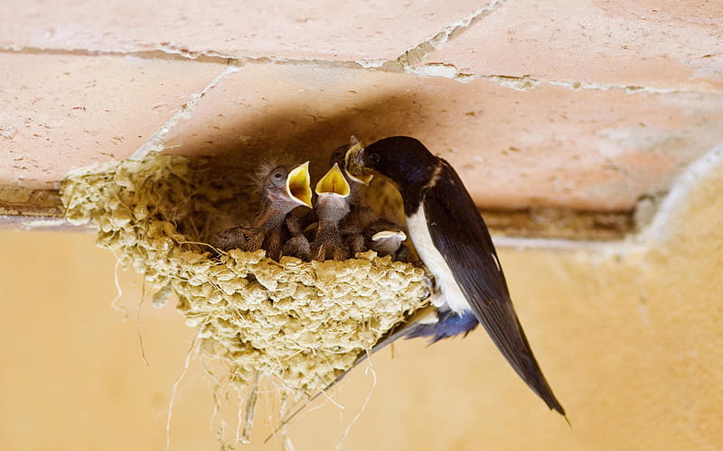 swallows nest-Birds high-definition, HD wallpaper