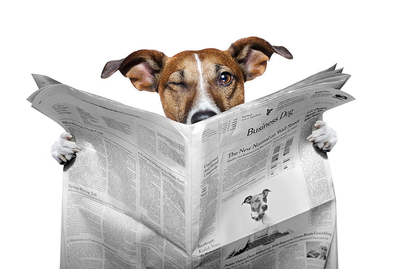 The spy, news, caine, spy, animal, jack russell terrier, funny, paper,  white, HD wallpaper | Peakpx