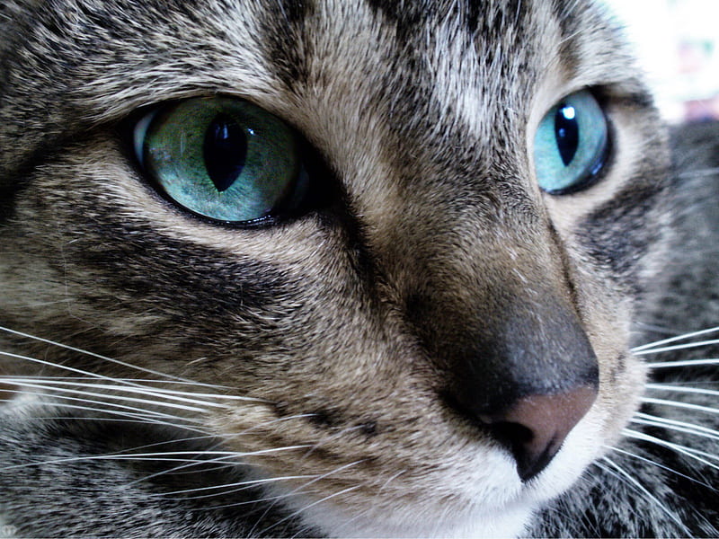 Look into my eyes, bonito, cat, eyes, blue, HD wallpaper